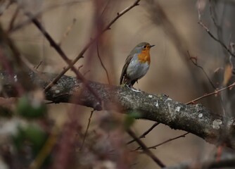 robin on a branch