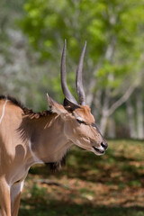 Giant Eland, Taurotragus derbianus