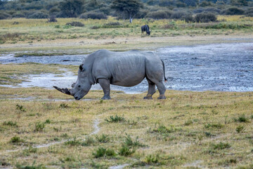 Obraz premium black rhino