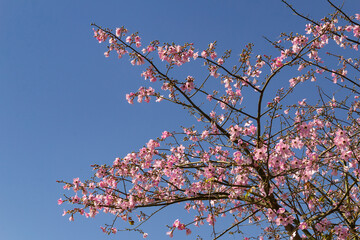 Galhos floridos com flores cor de rosa com céu azul ao fundo.