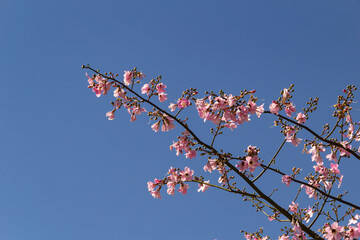 Galhos floridos com flores cor de rosa com céu azul ao fundo.