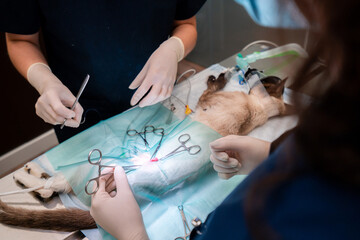 Crop unrecognizable female vet with coworker in uniform standing at medical table with cat and tools during surgery