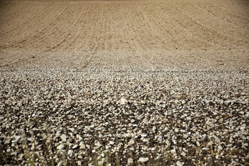 Abstract: furrows and textured effect in the plowed field, ready for planting