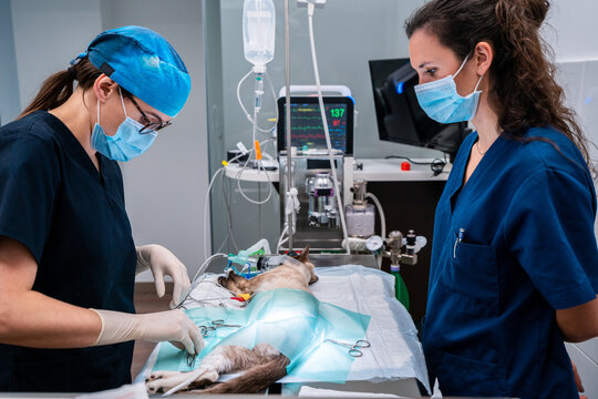 Side view of crop female vet with coworker in uniform standing at medical table with cat and tools during surgery - Powered by Adobe