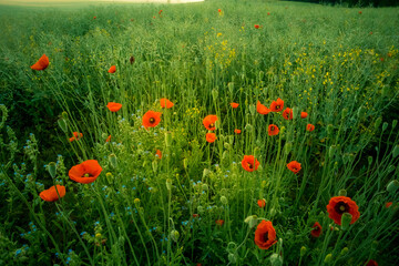 A beautiful summer field with red poppy flowers. Summer scenery with flowers in the cultivated field in Northern Europe.