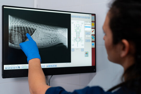 Anonymous female vet in uniform looking at computer screen with radiographic image of pet body in clinic