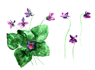 Watercolor violets isolated on white background