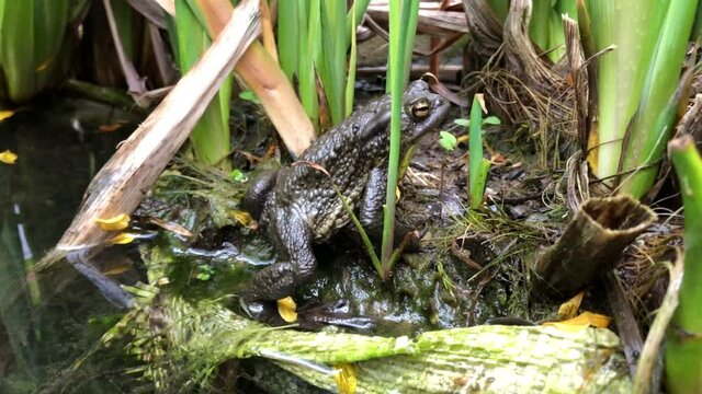 Eine zwischen Wasserlilien sitzende Erdkr&ouml;te die gerade eine Fliege f&auml;ngt und frisst.