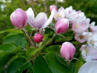 Obraz premium Apple tree blossom
