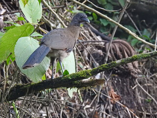 Gray- Headed Chachalaca