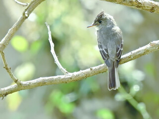 Tropical Pewee