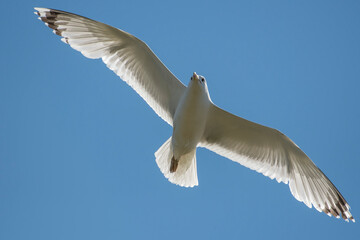 seagull in the sky