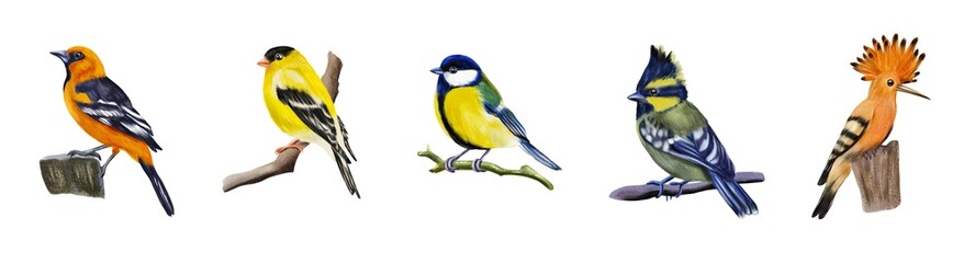 Watercolor set with birds isolated on white background.