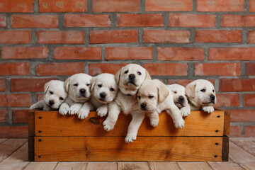 seven labrador puppy  sitting in wooden box on brick wall background. little funny Dog golden...