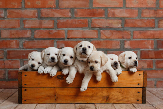 seven labrador puppy  sitting in wooden box on brick wall background. little funny Dog golden retriever indoor portrait. white one month old labrador puppies looking out at box. cute dog family