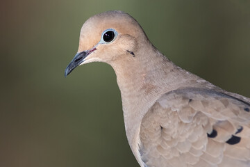 Close Profile of a Mourning Dove While Perched on a Branch