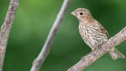 House Finch Perched on a Slender Tree Branch