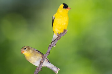 Pair of American Goldfinch Perched in a Tree