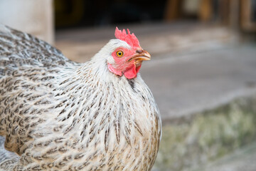 Free range gray chicken with red scallop on blurry background. Close up.
