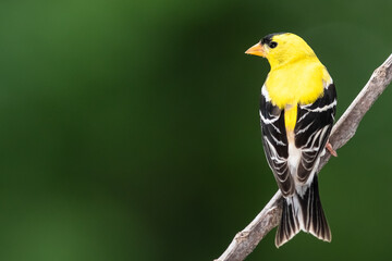 American Goldfinch Perched on a Slender Tree Branch