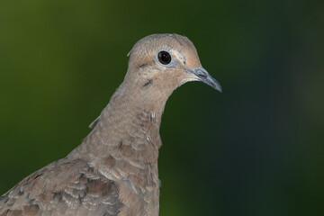 Close Up Profile of a Proud Mourning Dove