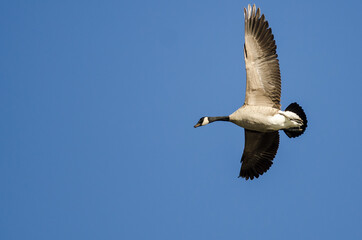 Lone Canada Goose Flying in a Blue Sky