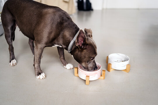 Purebred dog with brown coat in collar eating food from bowl on floor in light house