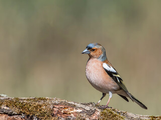 Common Chaffinch (Fringilla coelebs) sitting on a branch