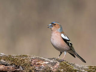 Common Chaffinch (Fringilla coelebs) sitting on a branch
