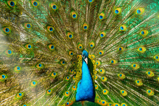 Beautiful bright peacock with a loose tail. Pets on the farm in summer.