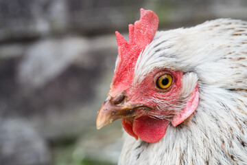 Free range gray chicken with red scallop on blurry background. Close up.