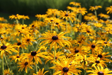 Floral background with bright yellow daisies on natural background. Rudbeckia in the garden.