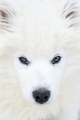 White Samoyed husky puppy. Friendly dogs with fluffy coat.