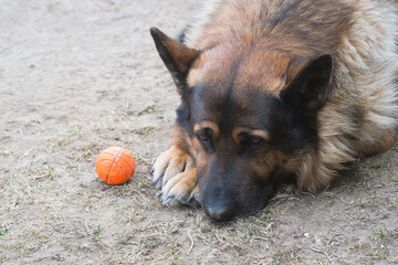 Portrait of a German shepherd in close-up. Beautiful, intelligent, loyal and fearless dog. Used as...