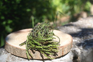 Fresh asparagus in a garden. Selective focus.