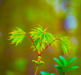 Young Sprouts of Forest Plants. Spring State of Nature. Minimalistic Natural Background.