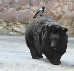 Asiatic black bear (Selenarctos (Ursus) tibetanus) carries crow on its back. Focus on eyes
