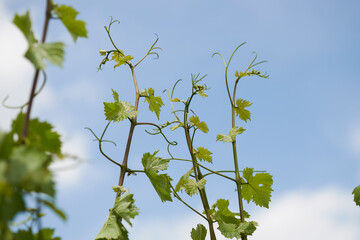 Weinlaub mit Früchten