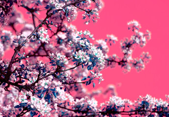 Blooming Apple Tree. White and Pink Flowers on Branches in Springtime. Spring or Summer Natural Background.