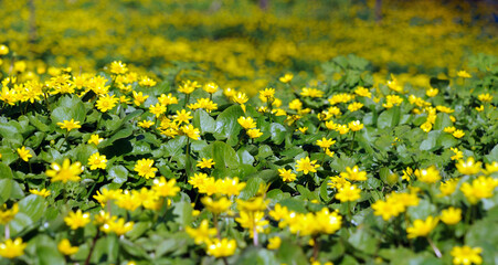 spring meadow covered with yellow flowers of buttercups or ficaria