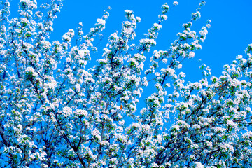 Blooming Apple Tree. Flowers on Tree Branches. Spring or Summer Natural Background.
