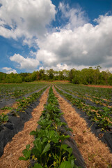 Strawberry field with red berries on a sunny day. Pamukova, Turkey.