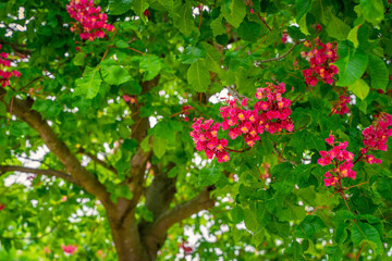 Obraz premium selective focus of a horse chestnut flowers (Aesculus hippocastanum) in springtime with blurred background