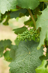 Weinlaub mit Früchten