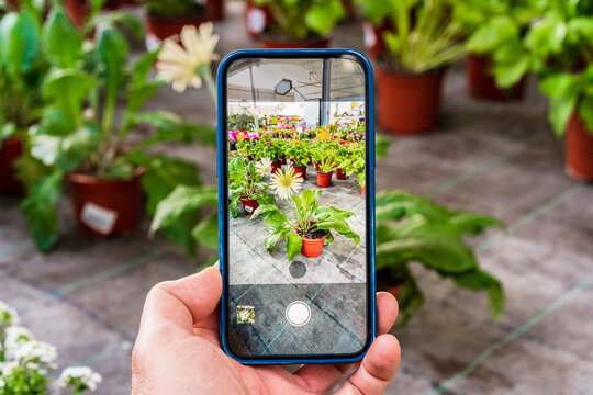 Unrecognizable crop person taking photo of potted Gerbera flower on smartphone in garden center