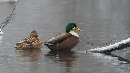 ente, bird, wasser, stockente, natur, wild lebende tiere, see, teich