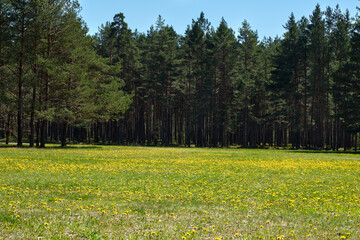 Field daisies against the blue sky. Meadow grasses grow in the open air, in the distance the forest. Beautiful natural landscape.