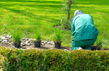 The gardener works with the landscape in the garden. He plants flowers in the ground from pots.