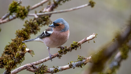bird, robin, natur, wild lebende tiere, ast, baum, tier, rot, wild, frühling,