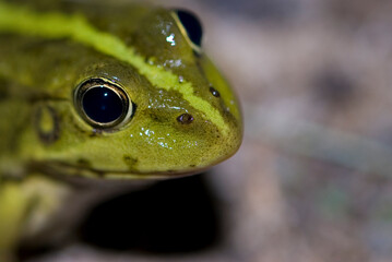 green frog resting by the stream